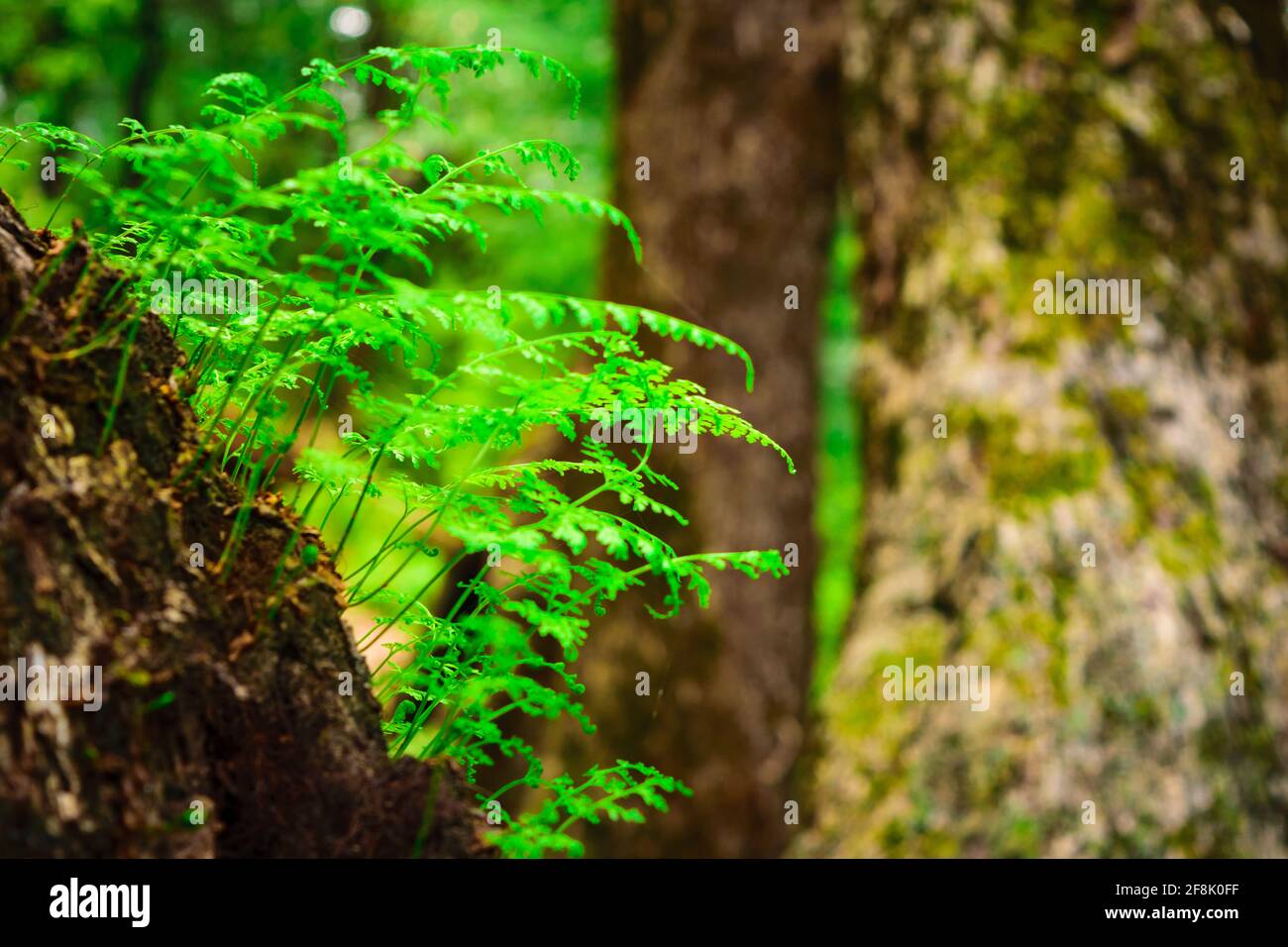 Una felce è un membro di un gruppo di piante vascolari che si riproducono attraverso spore. Albero felci un primitivo epifita felci nell'ordine Cyatheales cresce su un Foto Stock