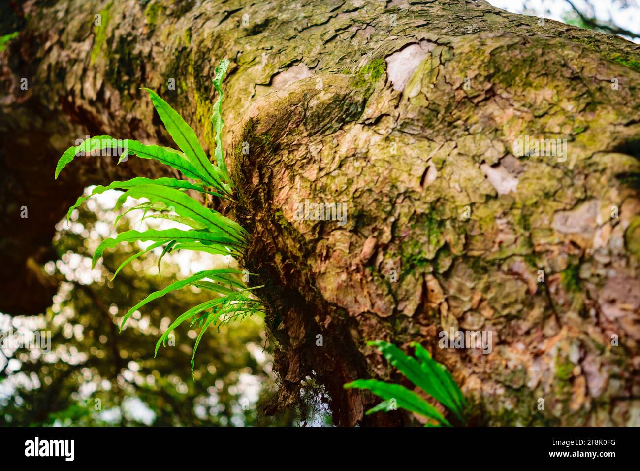 Una felce è un membro di un gruppo di piante vascolari che si riproducono attraverso spore. Asplenium nidus o nido felce una felce epifita cresce su un'altra pianta, fo Foto Stock