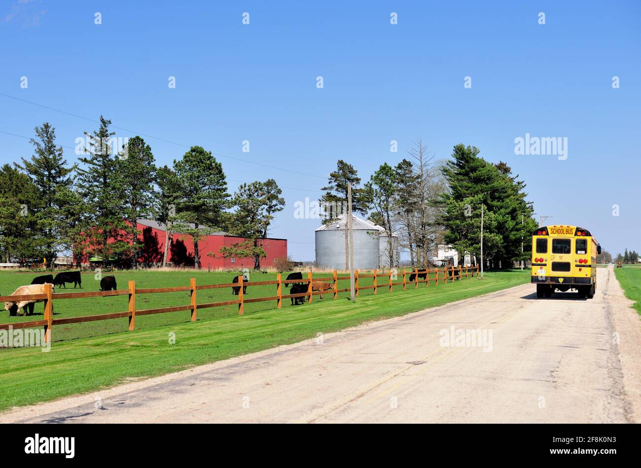 Burlington, Illinois, Stati Uniti. Un bus scolastico che effettua le sue consegne dopo la scuola mentre passa mucche pascolate in una fattoria dell'Illinois in una giornata di sole primavera. Foto Stock