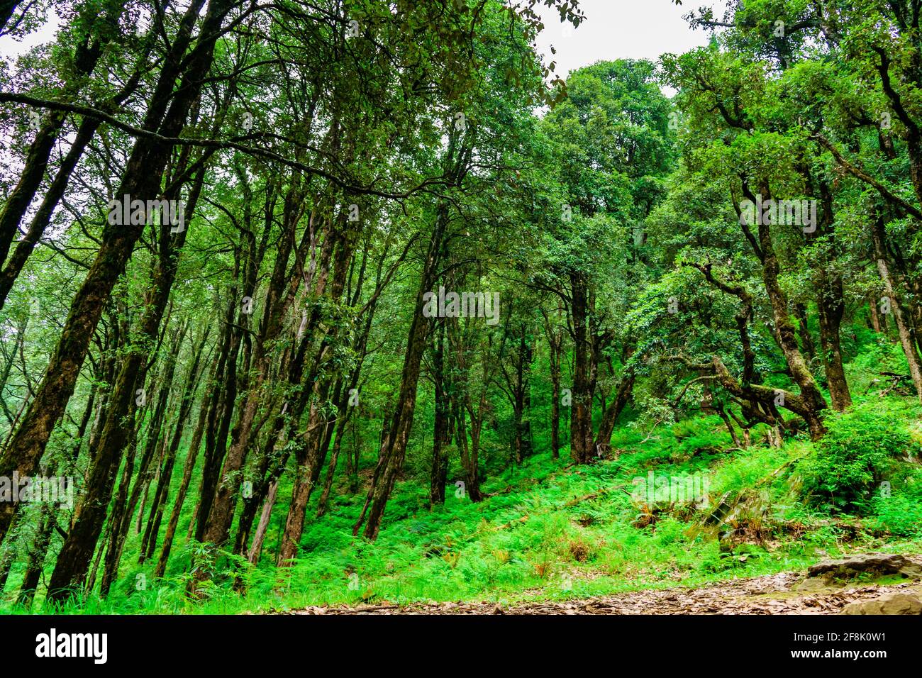 Foresta pluviale tropicale Evergreen dove alberi ricoperti di muschio in meno cime himalaya enroute prashat lago sentiero escursionistico vicino Mandi, Himachal Pradesh, Foto Stock