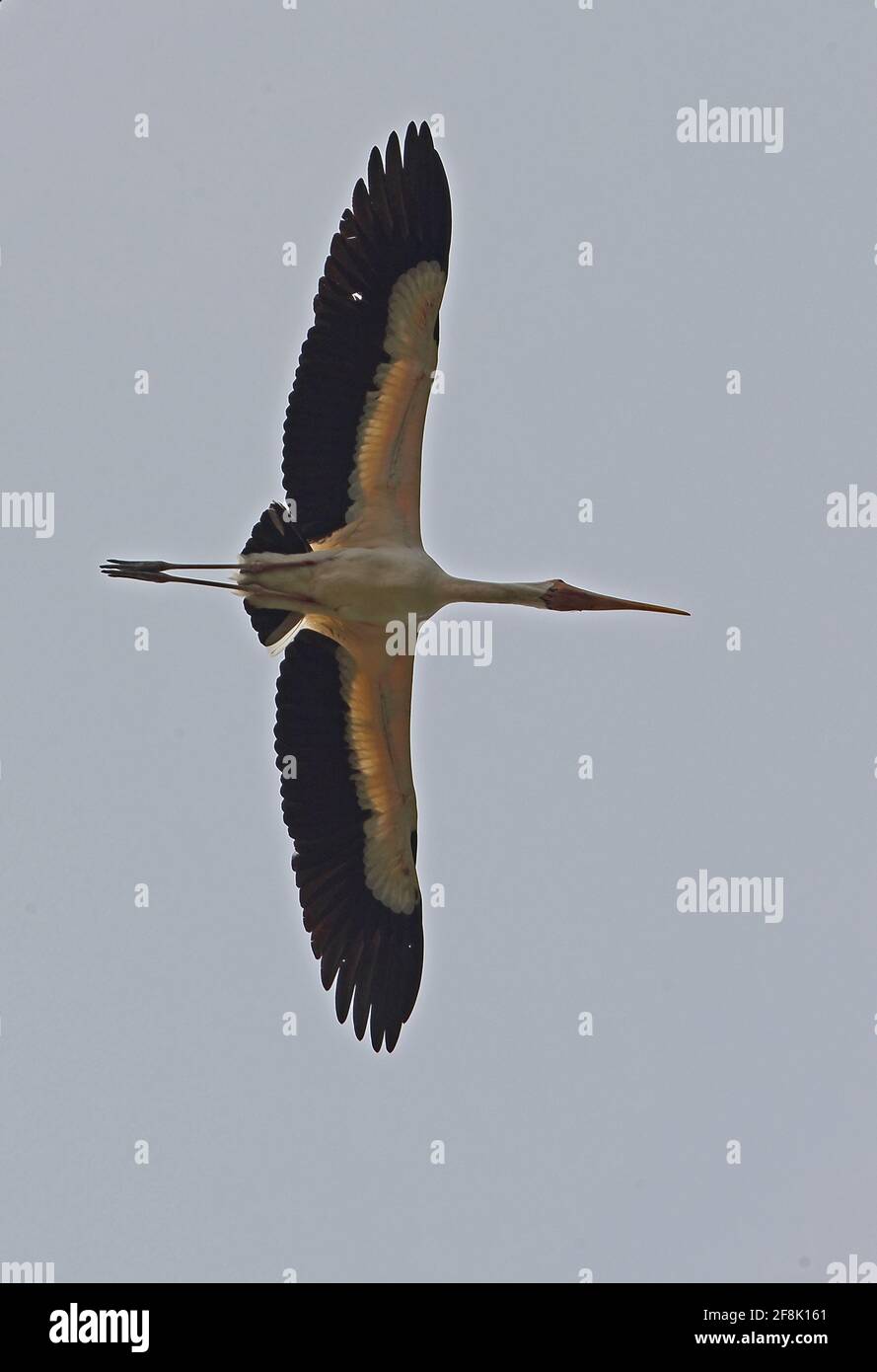 Milky Stork (Mycteria cinerea) adulto in volo Ang Trapaeng Thmor, Cambogia Gennaio Foto Stock