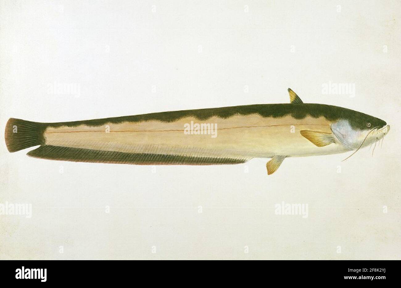 Silurus glanis - Wels - Schaegen - Zehner, Josef Silurus glanis = Wels (Schaiden). Acquerello, firmato. (FKB Zoologia, Bd XX, PICES 3, n° 198). Foto Stock
