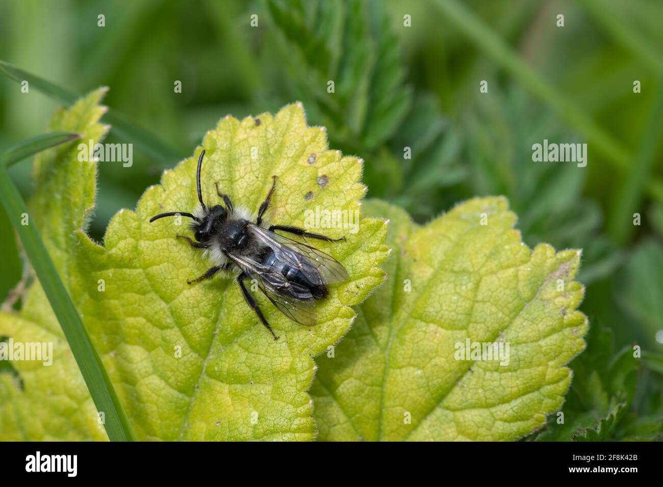 Primo piano di un'ape da miniera di ceneri (andrena cineraria) su una foglia in un prato Foto Stock