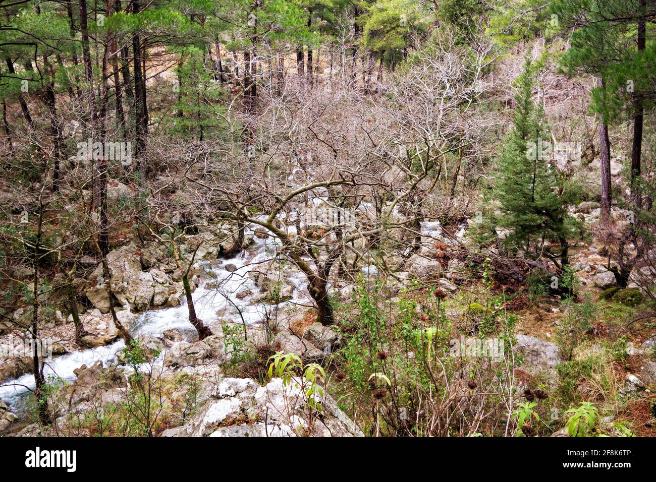 Torrente nella foresta dei monti Taurus in Turchia Foto Stock