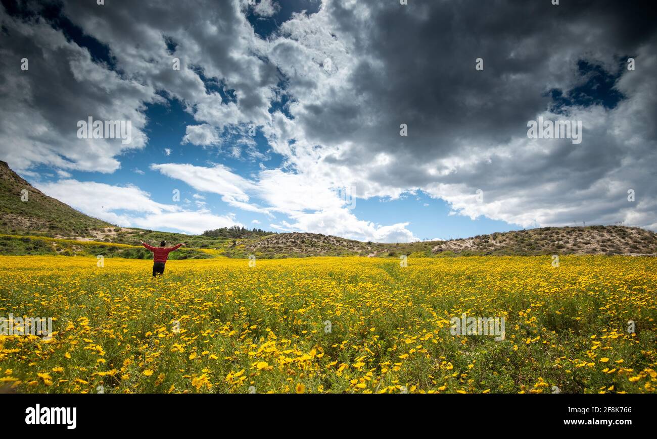 Giovane donna felice con braccia sollevate sul campo con fiori di marguerite gialli in primavera Foto Stock