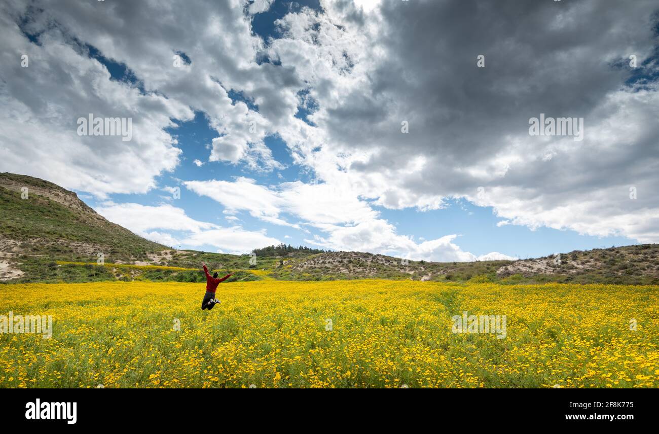 Giovane donna felice con braccia sollevate sul campo con fiori di marguerite gialli in primavera Foto Stock
