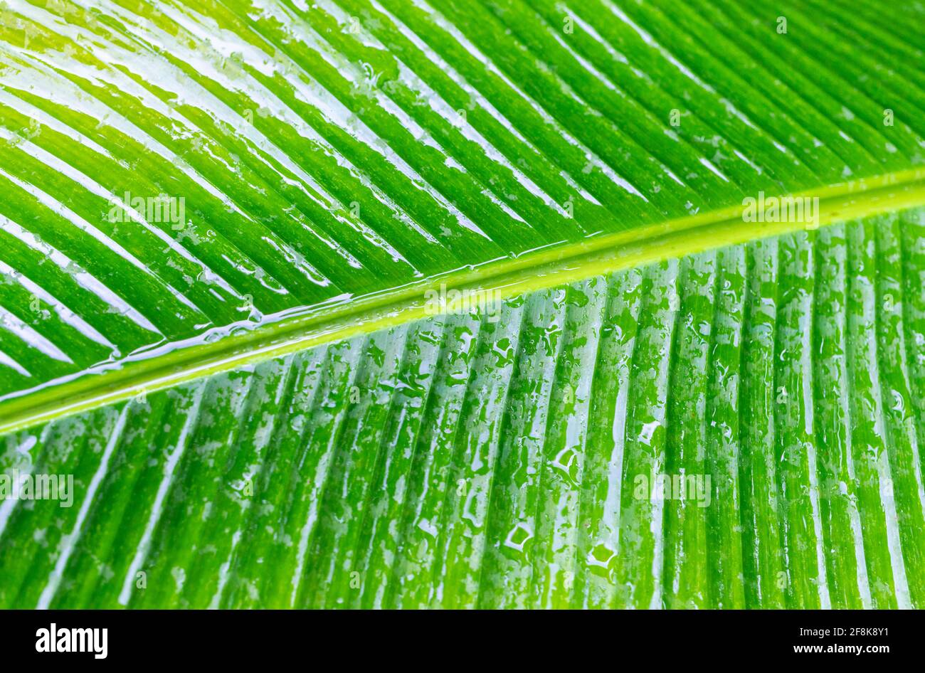 Splendido primo piano di vena e pattern di foglie umide. Foto Stock