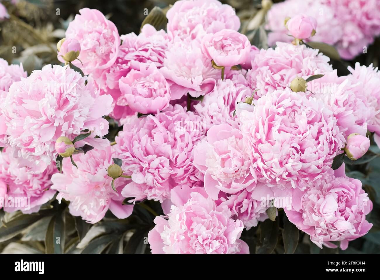 Comune Giardino Peonia (Peonia cinese) (Paeonia lactiflora), 'monsieur Jules Elie' arbusto fiorire in prima estate con fiori rosa Foto Stock