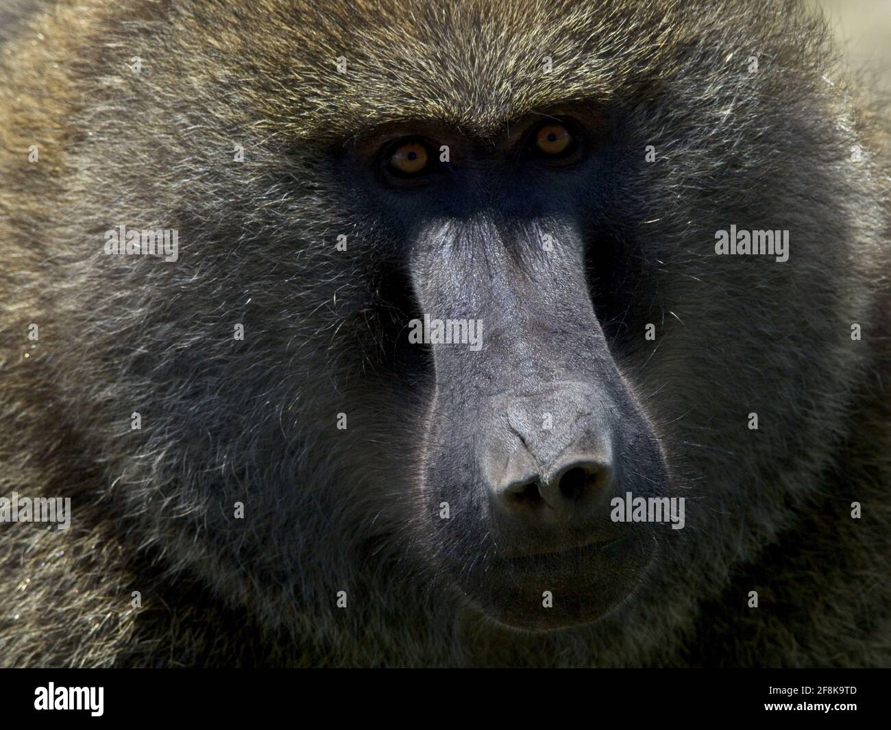 Primo piano ritratto di un olivo Baboon (Papio anubis) nel Parco Nazionale delle Montagne di Bale, Etiopia. Foto Stock