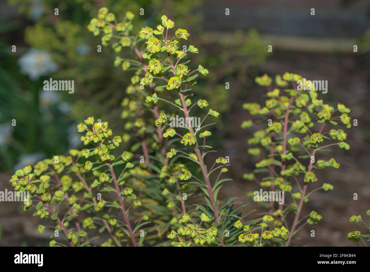 Martin's Spurge (Euphorbia x martinii 'Ascot Rainbow') fioritura in un giardino naturale Foto Stock