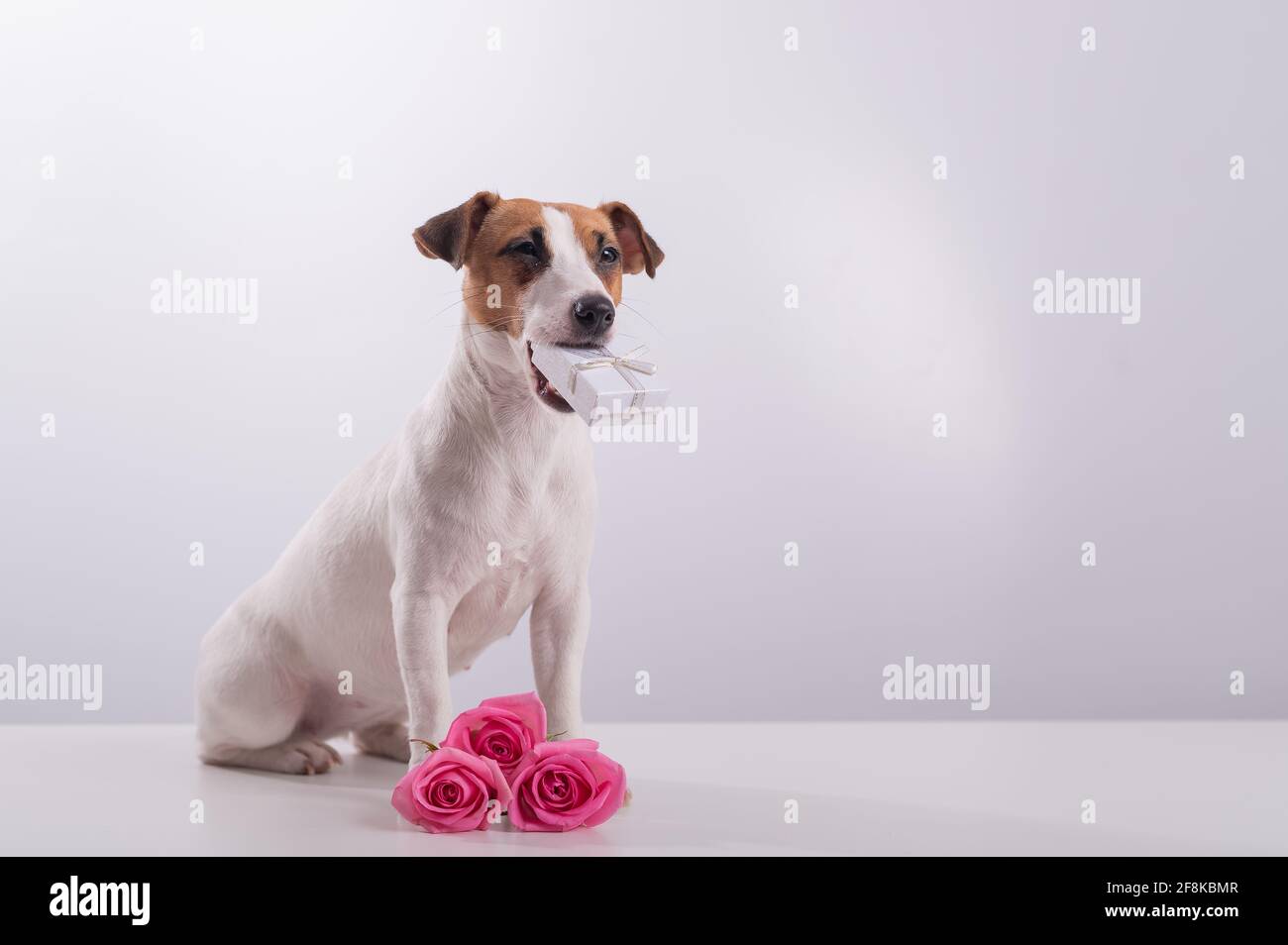 Cane che tiene un regalo in bocca su uno sfondo bianco. Jack russell terrier  dà fiori al suo amato per una vacanza. Spazio di copia Foto stock - Alamy