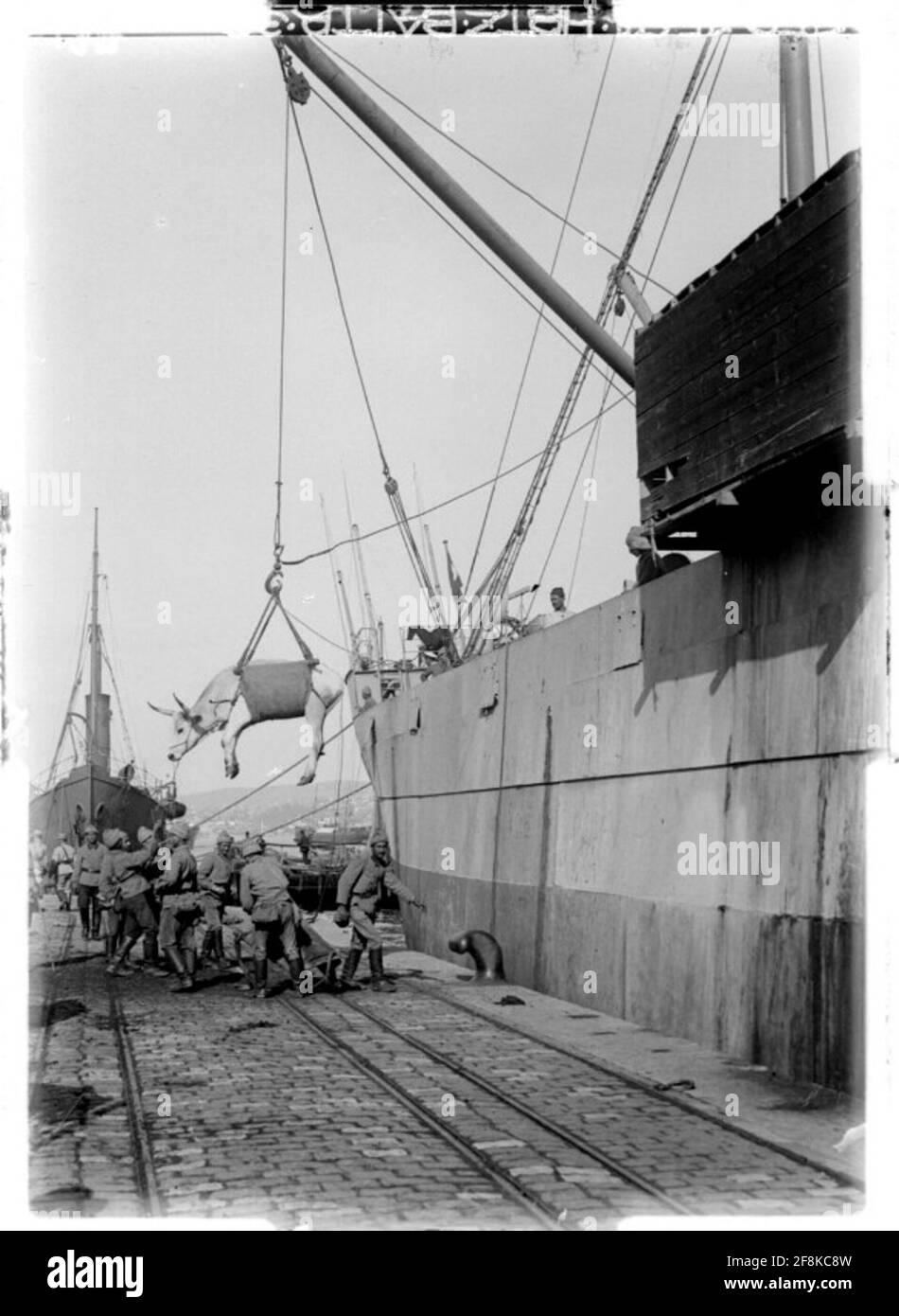 Istanbul (Costantinopoli) disegno di bufalo; Costantinopoli, oggi: Istanbul, Turchia Foto Stock