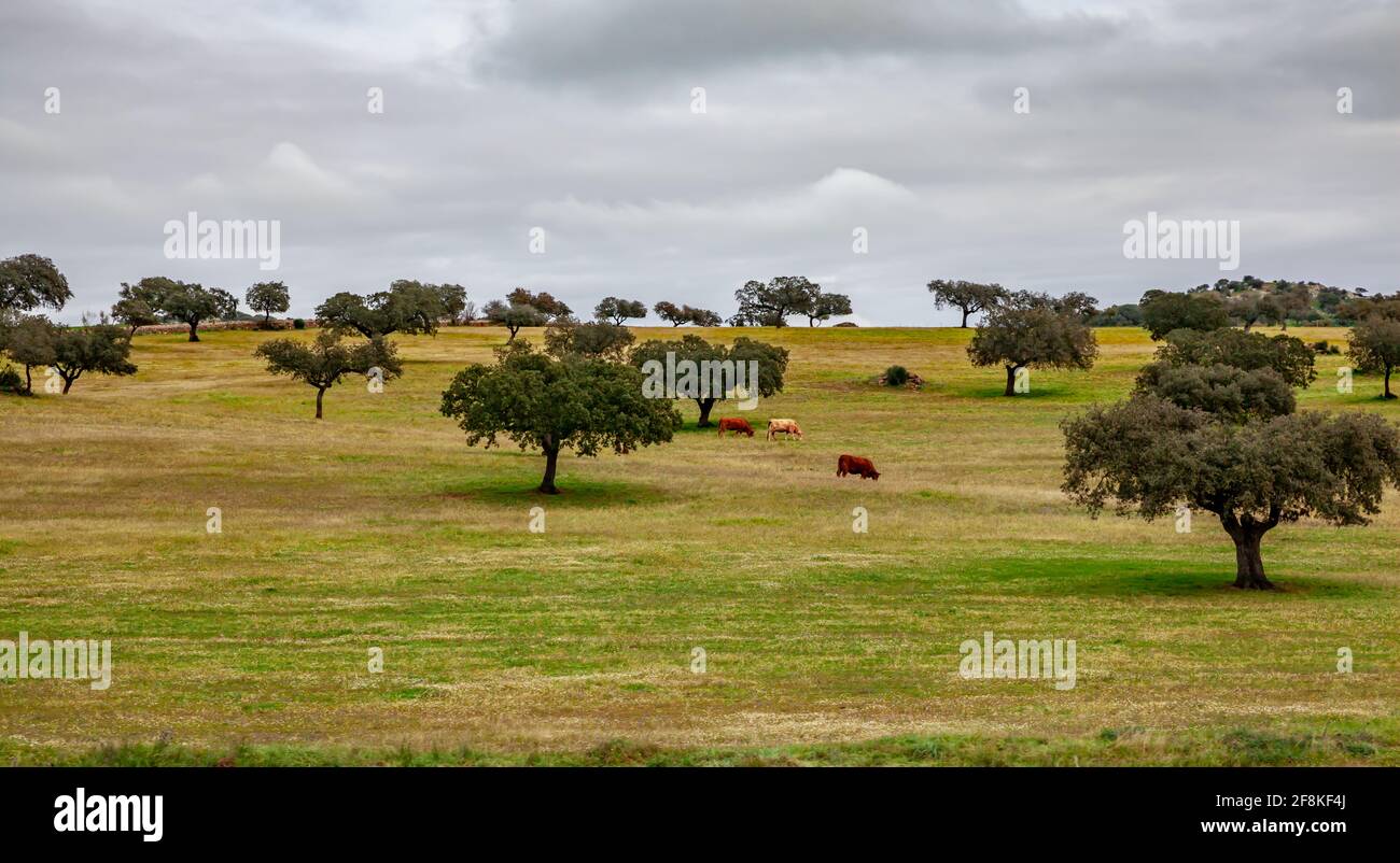 Mucche pascolano in pascolo verde tra querce di sughero in Andalusia Spagna Foto Stock