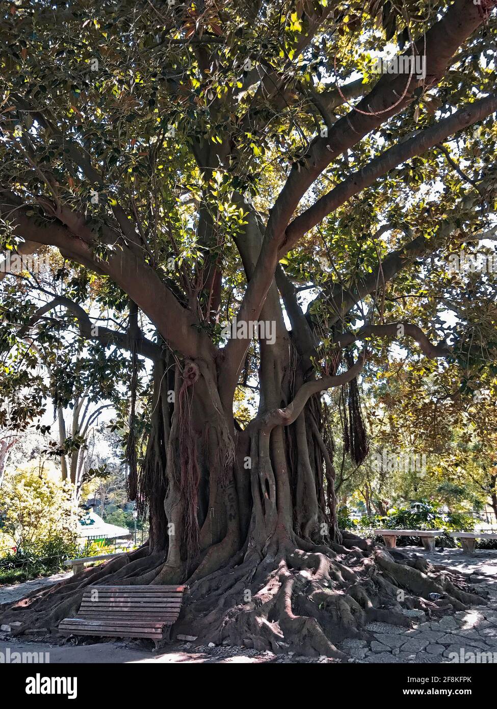 Panchina di fronte alle radici di un albero gigante. Nome albero: Moreton Bay fico, Australian banyan, Ficus macrophylla. Nome del parco: Jardim da Estrela Foto Stock