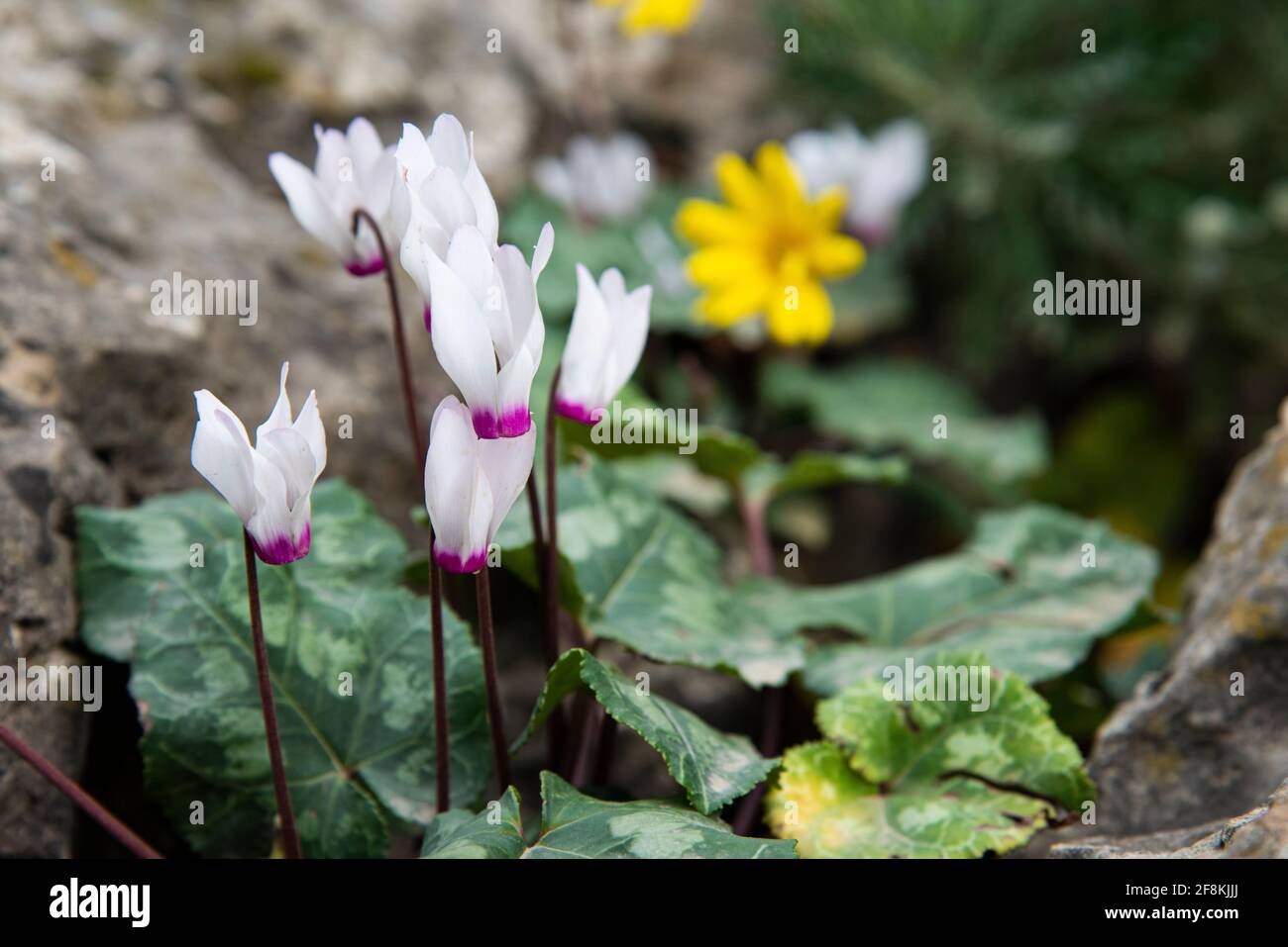 Fiore di ciclamino nell'inverno di Israele. Foto di alta qualità Foto Stock