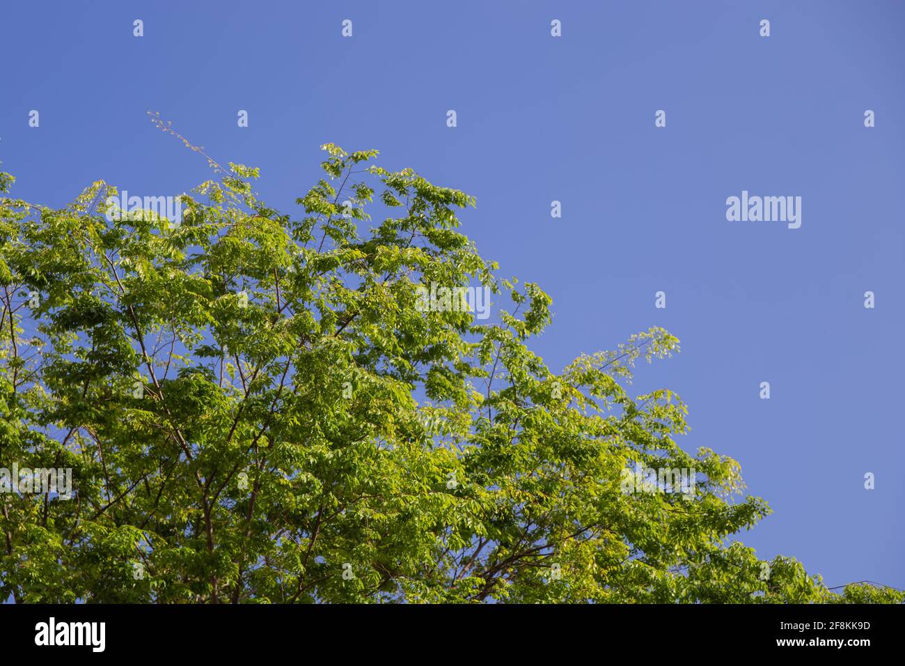 Cima di un bellissimo albero verde su un cielo limpido delle foreste temperate a foglia larga e miste Foto Stock