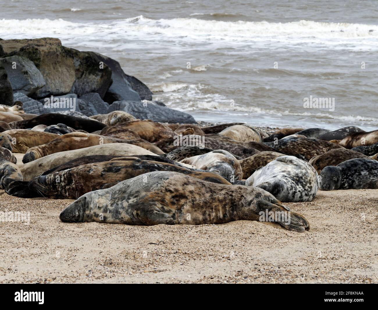 Le foche grigie si sono tirate fuori per molt huddle sulla spiaggia a Horsey, Norfolk , luogo di una delle colonie di foche più grandi sulla costa di Noroflk. Foto Stock