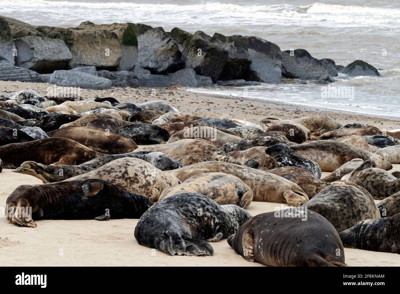 Le foche grigie si sono tirate fuori per molt huddle sulla spiaggia a Horsey, Norfolk , luogo di una delle colonie di foche più grandi sulla costa di Noroflk. Foto Stock