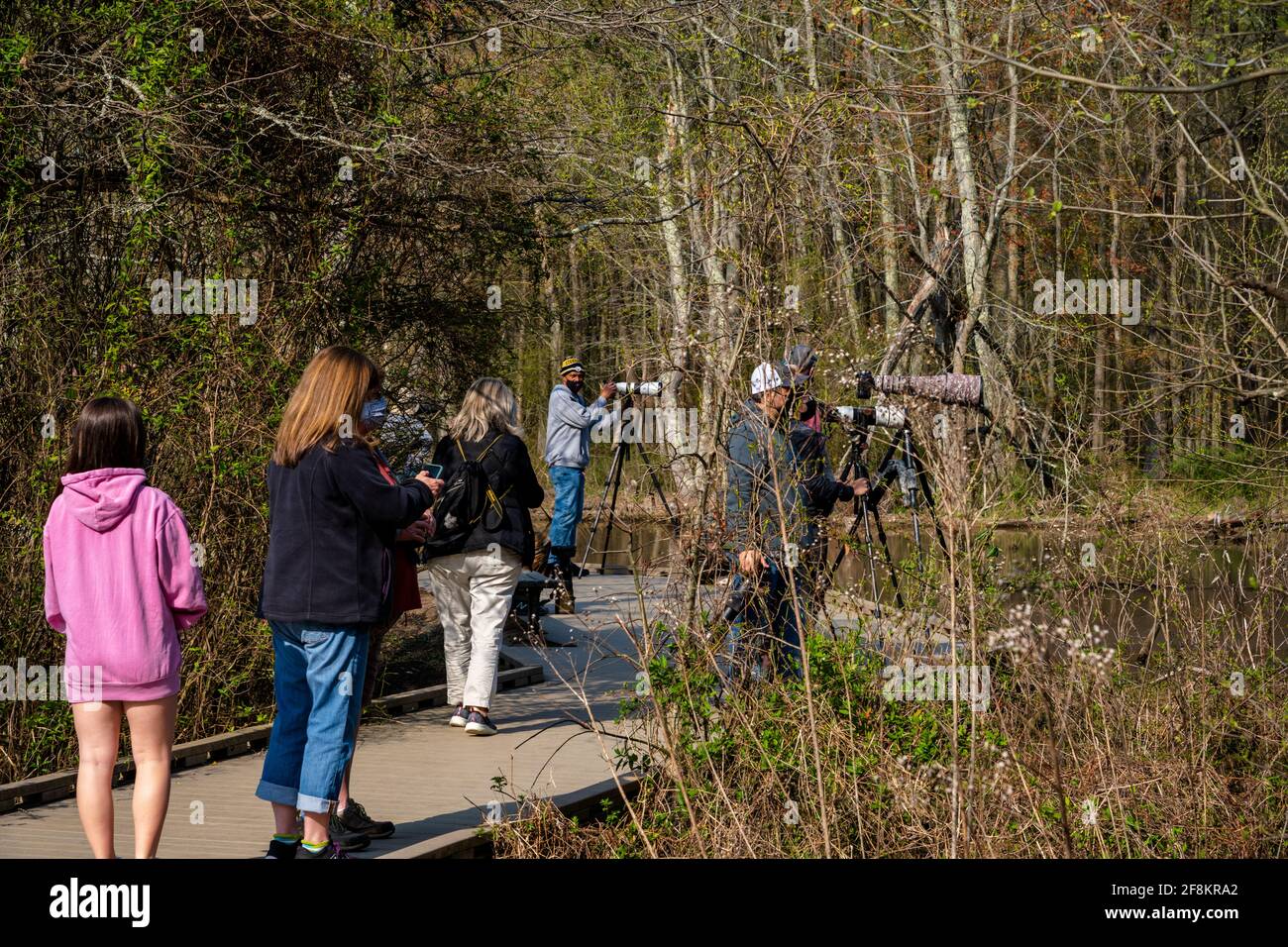 Alexandria, VA, USA -- 8 aprile 2021. Una foto di fotografi che lavorano il loro mestiere a Huntley Meadows Park. Foto Stock