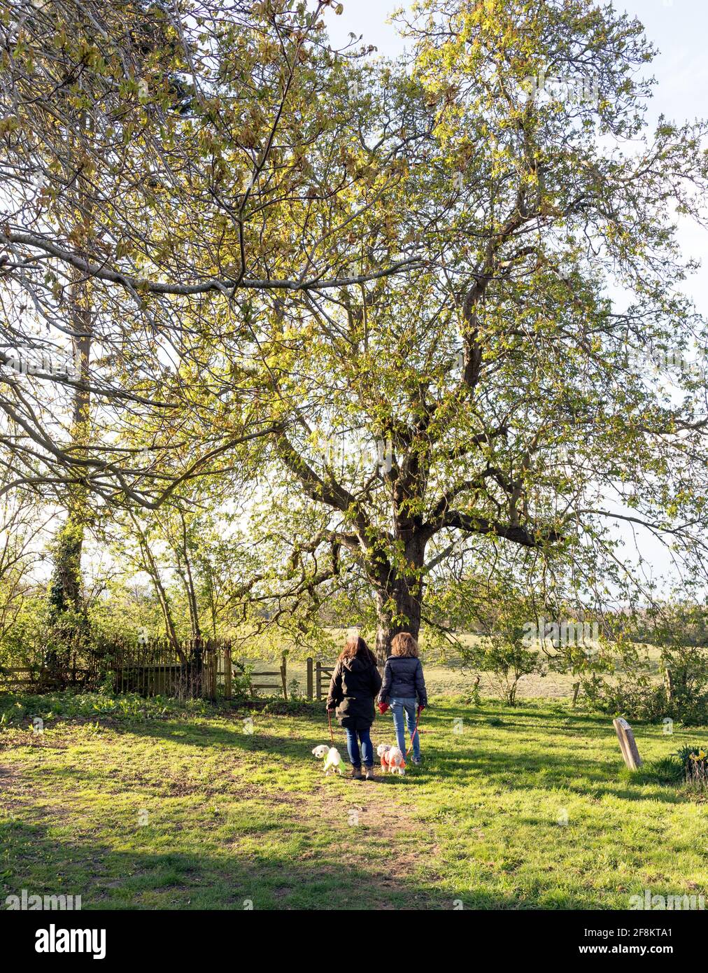 Due donne che camminano piccoli cani nella campagna del Sussex Regno Unito Foto Stock