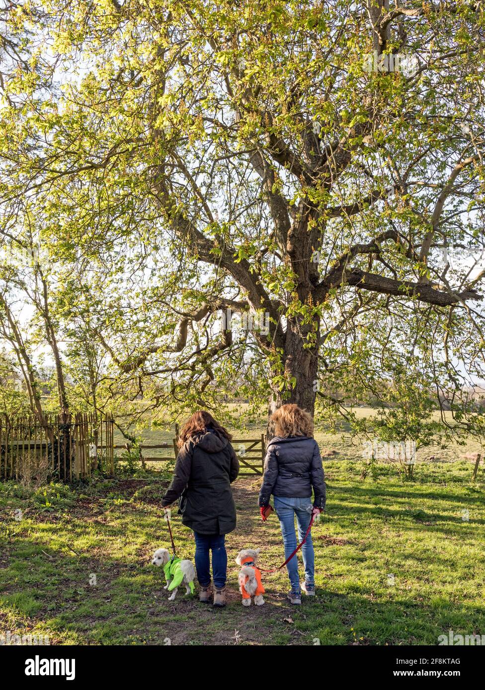 Due donne che camminano piccoli cani nella campagna del Sussex Regno Unito Foto Stock