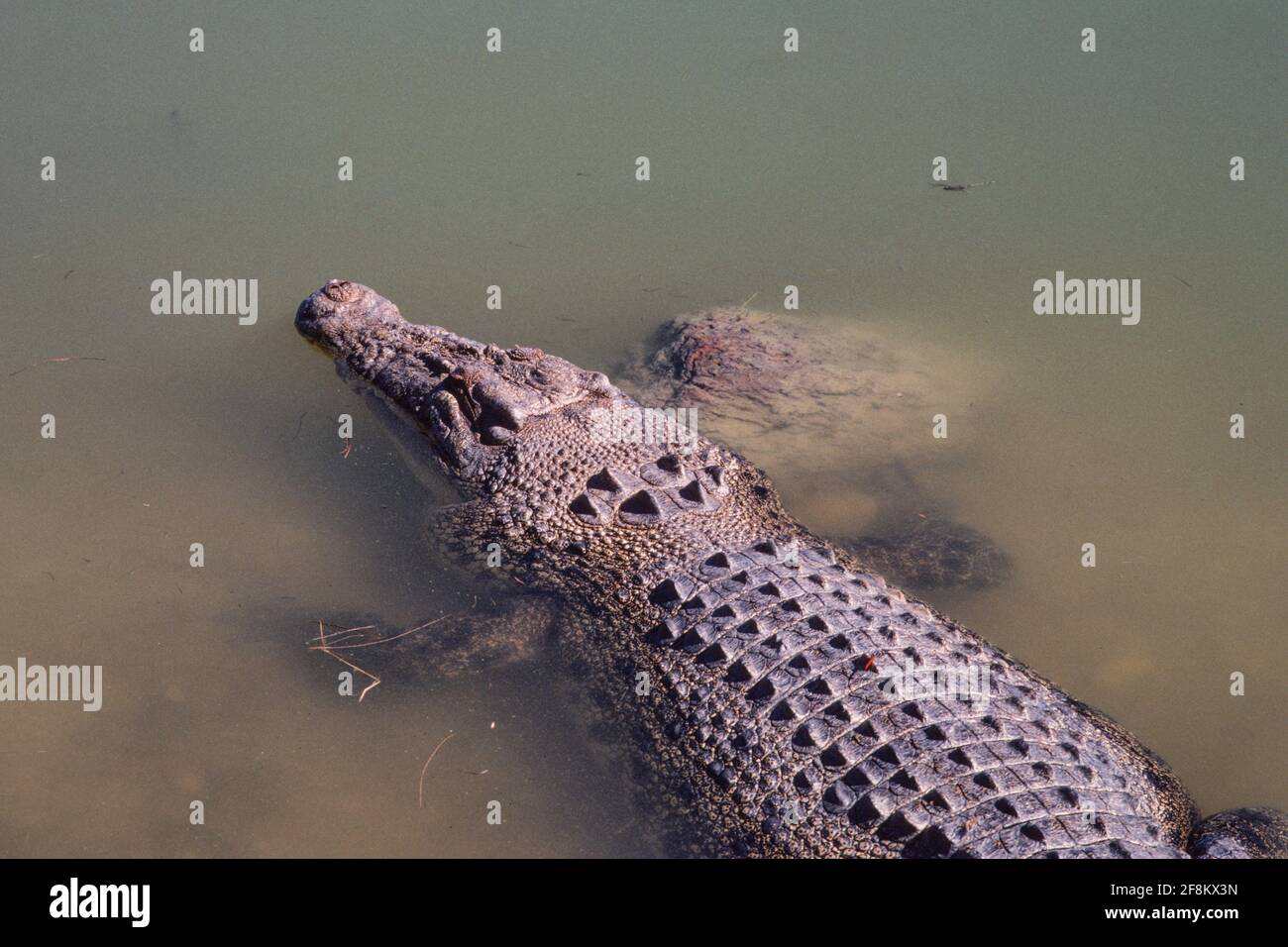 Un grande coccodrillo d'acqua salata, Crocodylus porosus, in un lago nel territorio del Nord, Australia. Foto Stock