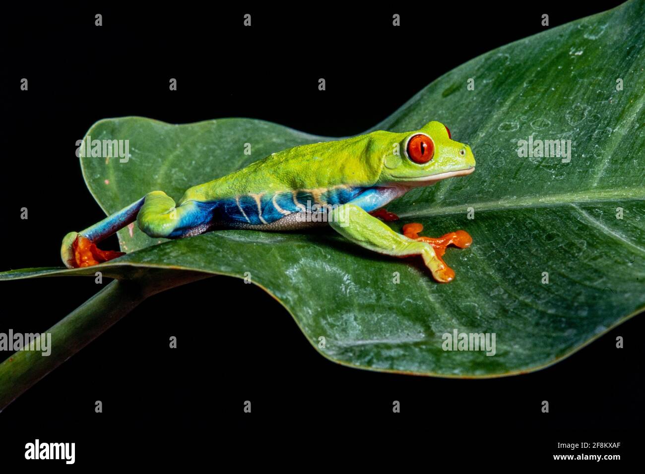 Una rana di foglie dagli occhi rossi, Agalychnis callidyas, su una foglia. Queste rane sono principalmente notturne, dormendo durante il giorno. Foto Stock