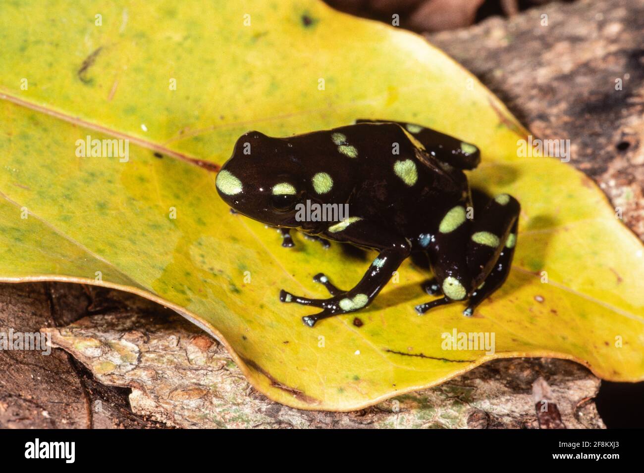 Una rana di veleno verde e nero selvaggia, Dendrobates auratus, nella foresta pluviale di Panama. Questa particolare varietà piccola-macchia è chiamata la zona del canale Foto Stock