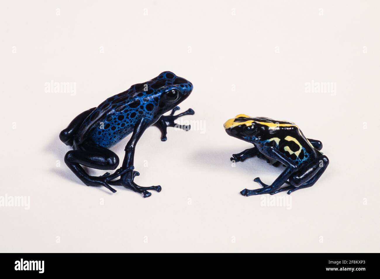 Una rana di veleno azzurra, Dendrobates tinctorius azureus e una rana di veleno di tintura, Dendrobates tinctorius, a destra. Foto Stock