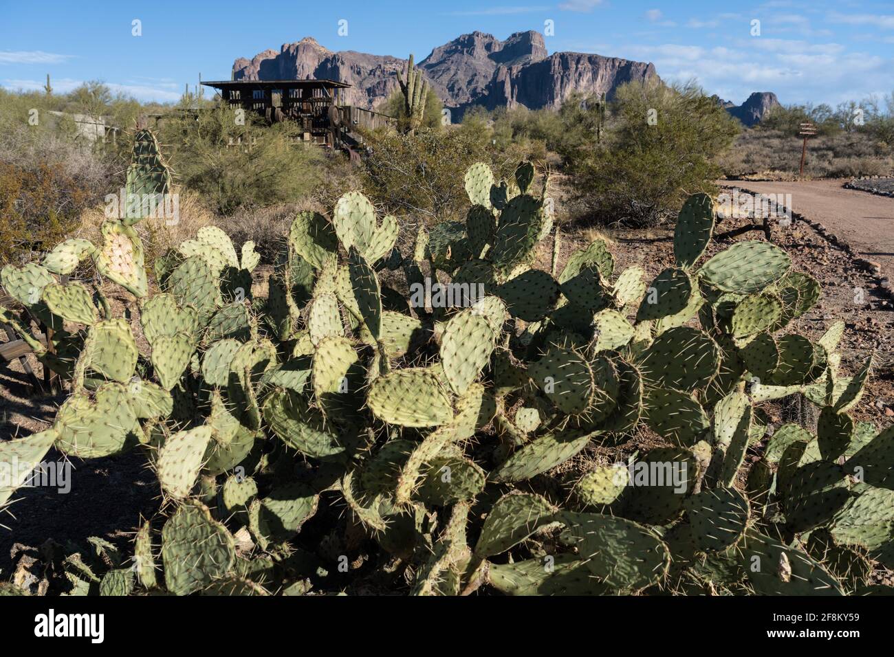 Prickly Pear di Engelmann, Opuntia engelmannii, con un vecchio mulino a francobolli minerario e Superstition Mountain dietro. Foto Stock