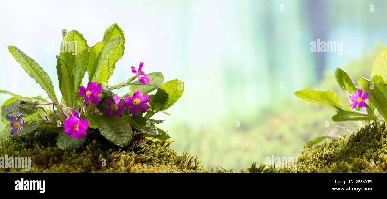 È ora di primavera. Violette di montagna in primavera Foto Stock