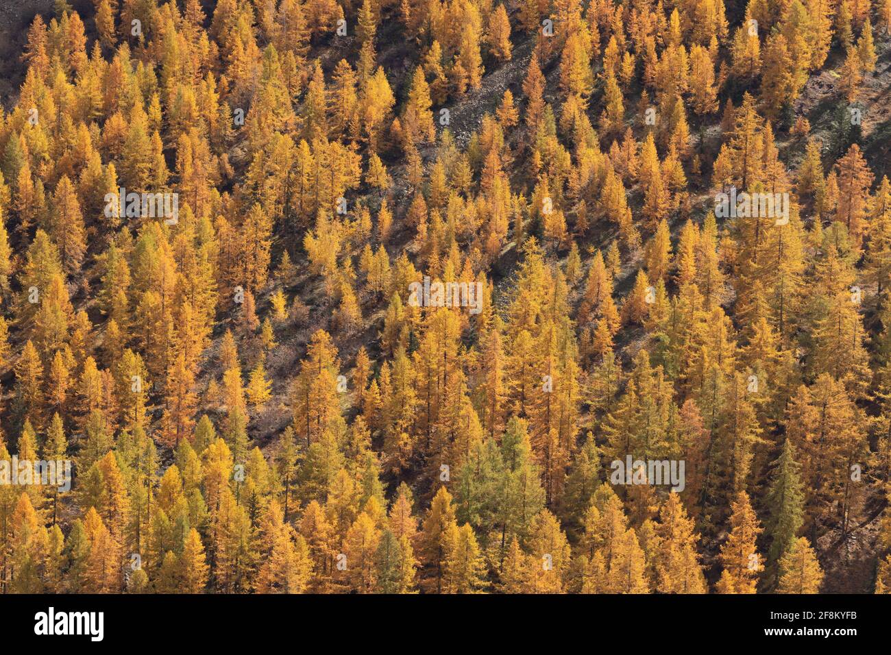Autunno o caduta foresta di larice alto angolo di visione con giallo e alberi di colore arancio che mostrano colori autunnali brillanti Foto Stock