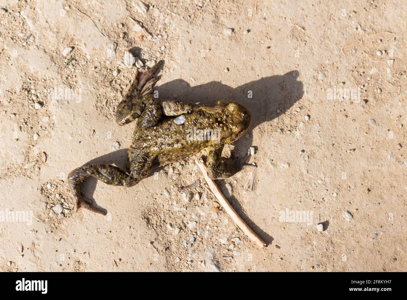 Rospo comune (Bufo bufo) che attraversa la strada forestale, Szalamandra-to, Tactsi-arok, Sopron, Ungheria Foto Stock