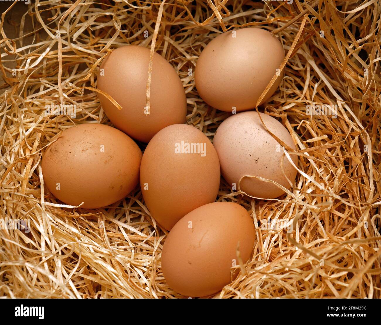 uova di pollo biologiche fresche nel fienile di campagna Foto Stock