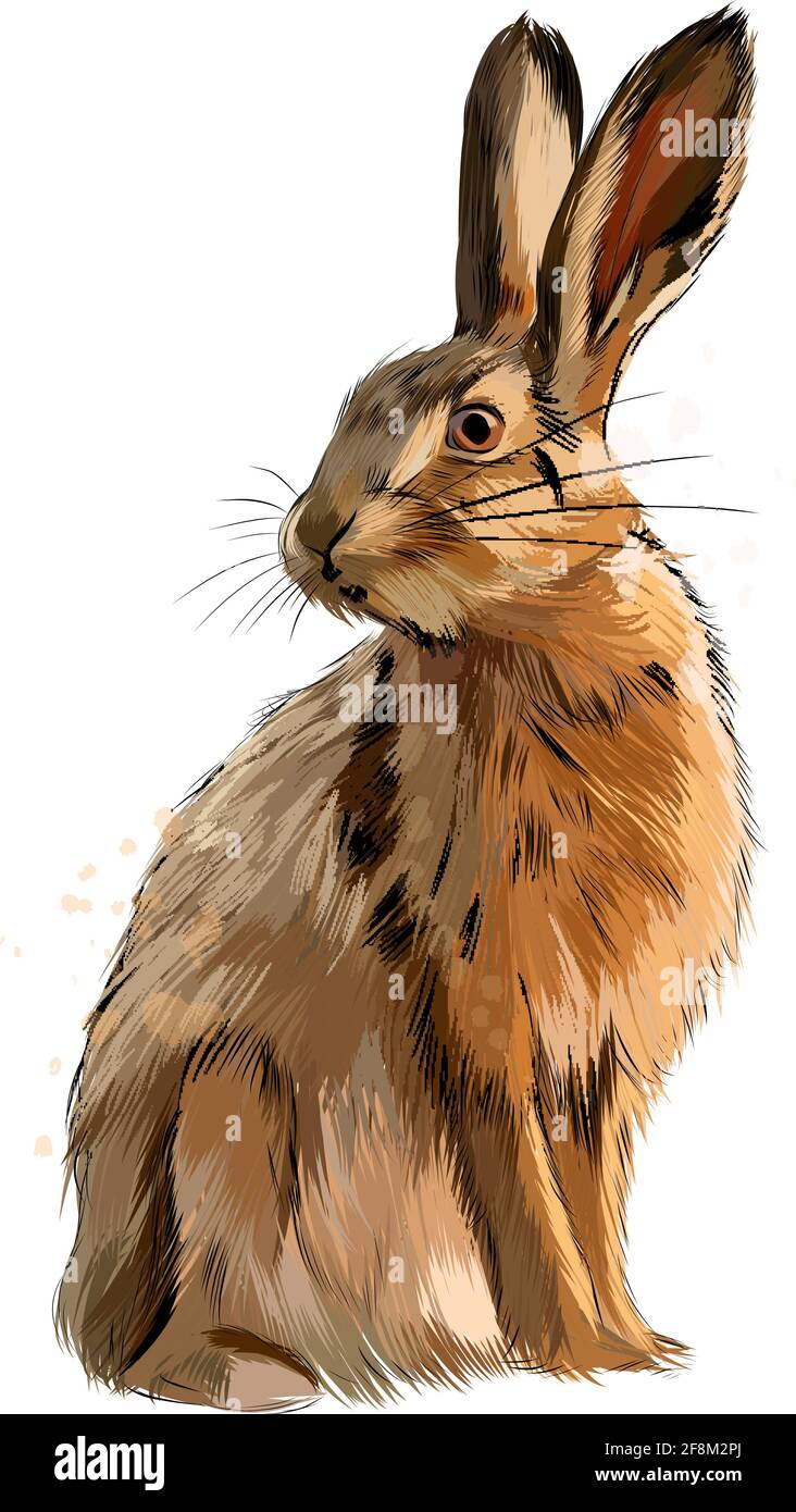 Lepre, coniglio da una spruzzata di acquerello, disegno colorato,  realistico. Illustrazione vettoriale delle vernici Immagine e Vettoriale -  Alamy