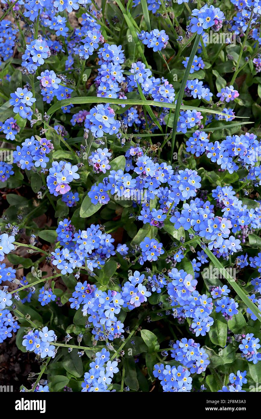 Myosotis sylvatica Blue Wood Forget-me-nots - fiori blu a forma di stella con centri gialli e bianchi, marzo, Inghilterra, Regno Unito Foto Stock