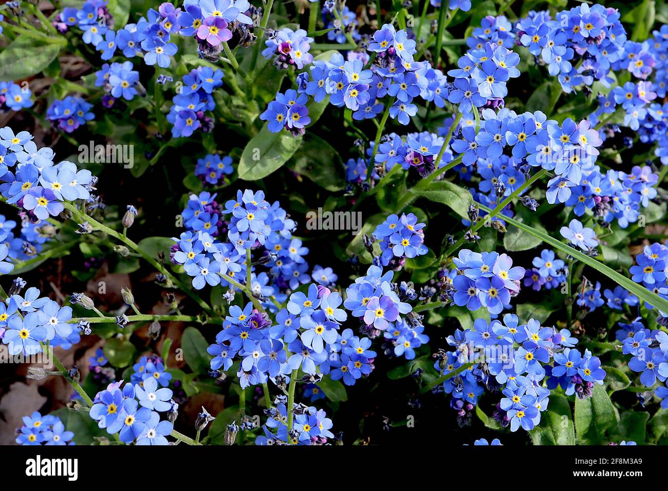 Myosotis sylvatica Blue Wood Forget-me-nots - fiori blu a forma di stella con centri gialli e bianchi, marzo, Inghilterra, Regno Unito Foto Stock