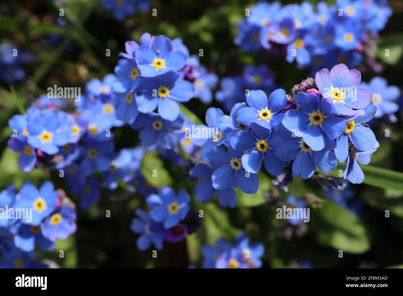 Myosotis sylvatica Blue Wood Forget-me-nots - fiori blu a forma di stella con centri gialli e bianchi, marzo, Inghilterra, Regno Unito Foto Stock