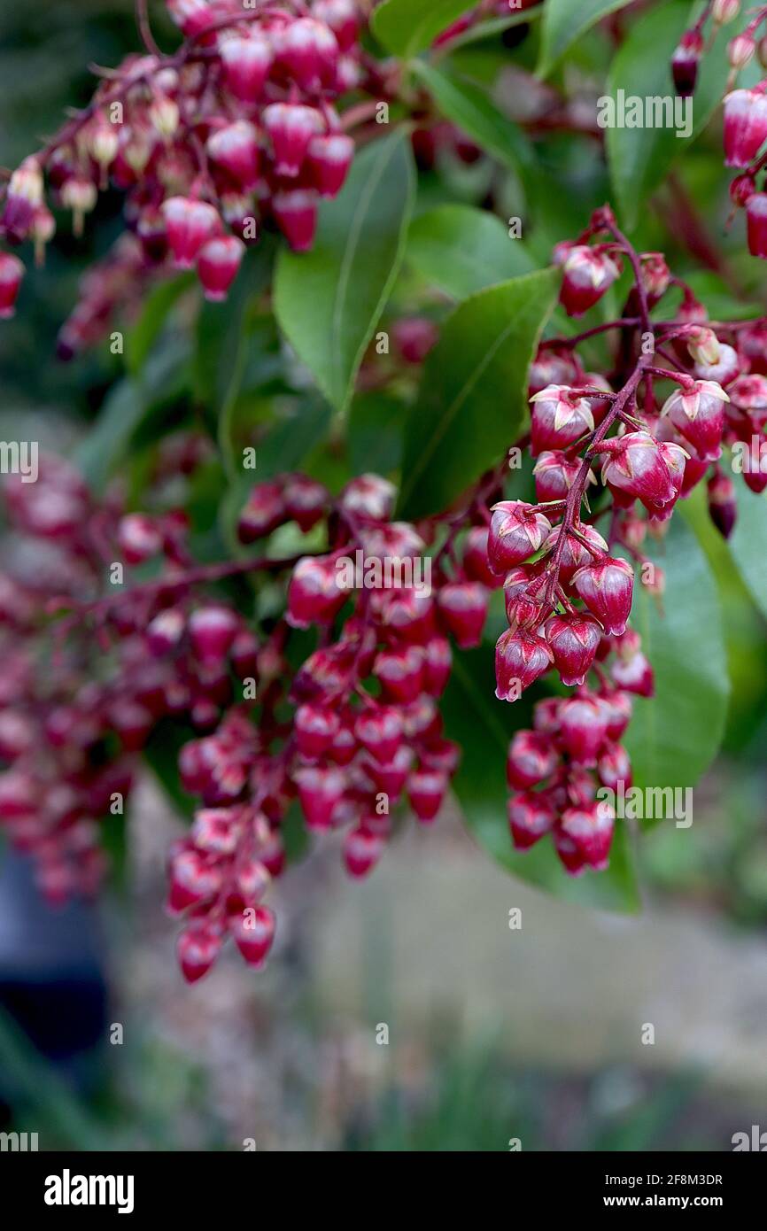 Pieris japonica ‘Passione’ Giapponese Andromeda Passione – fiori rosa e bianco a forma di urna con tepali verdi pallidi e foglie verdi, aprile, Inghilterra Foto Stock