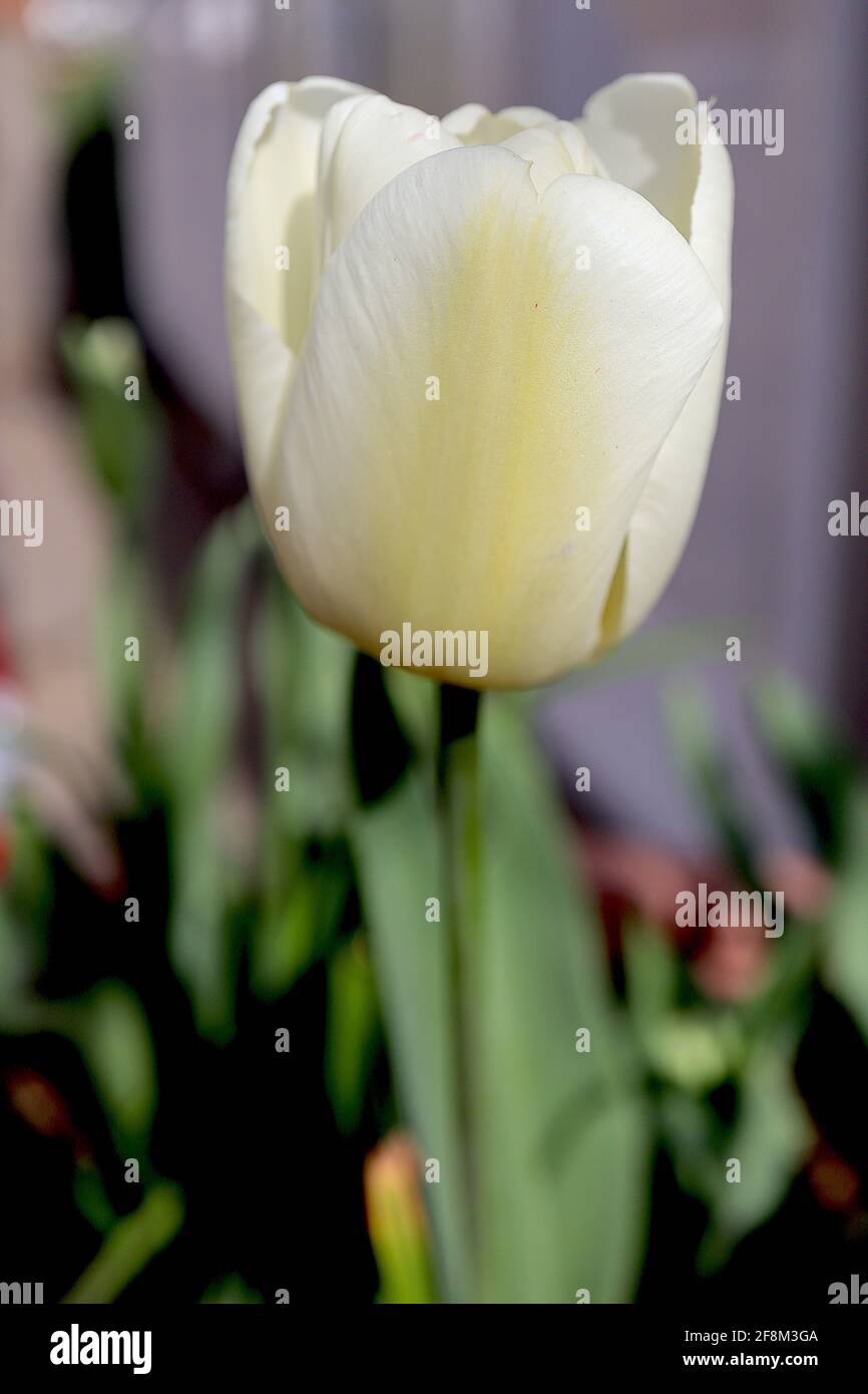 Tulipa ‘Purissima’ Fosteriana 13 Purissima tulip - fiori di crema, fiamma giallo pallido, aprile, Inghilterra, Regno Unito Foto Stock