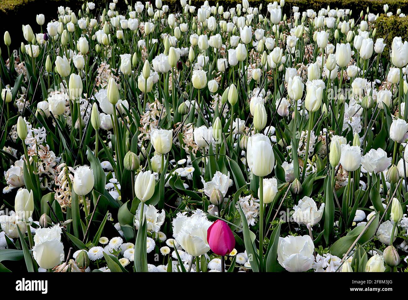 Tulipa / Tulipano ‘Luna di miele’ fringed 7 Tulipa / Tulipa Clearwater singolo fine 5 aprile, Inghilterra, Regno Unito Foto Stock