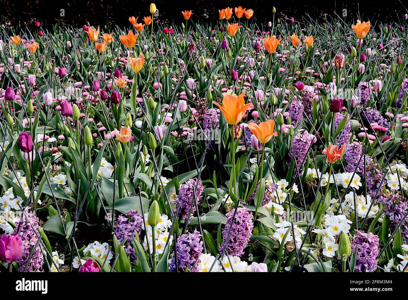 Tulipa / Tulipano ‘Orange Emperor’ Tulipa / Tulipano ‘Purple Prince’ aprile, Inghilterra, Regno Unito Foto Stock