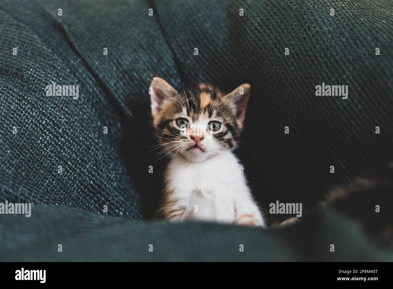 Un cucciolo di gatto vagato neonato nel nido Foto Stock