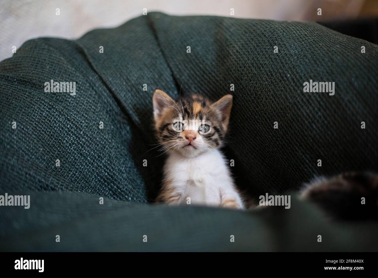 Un cucciolo di gatto vagato neonato nel nido Foto Stock