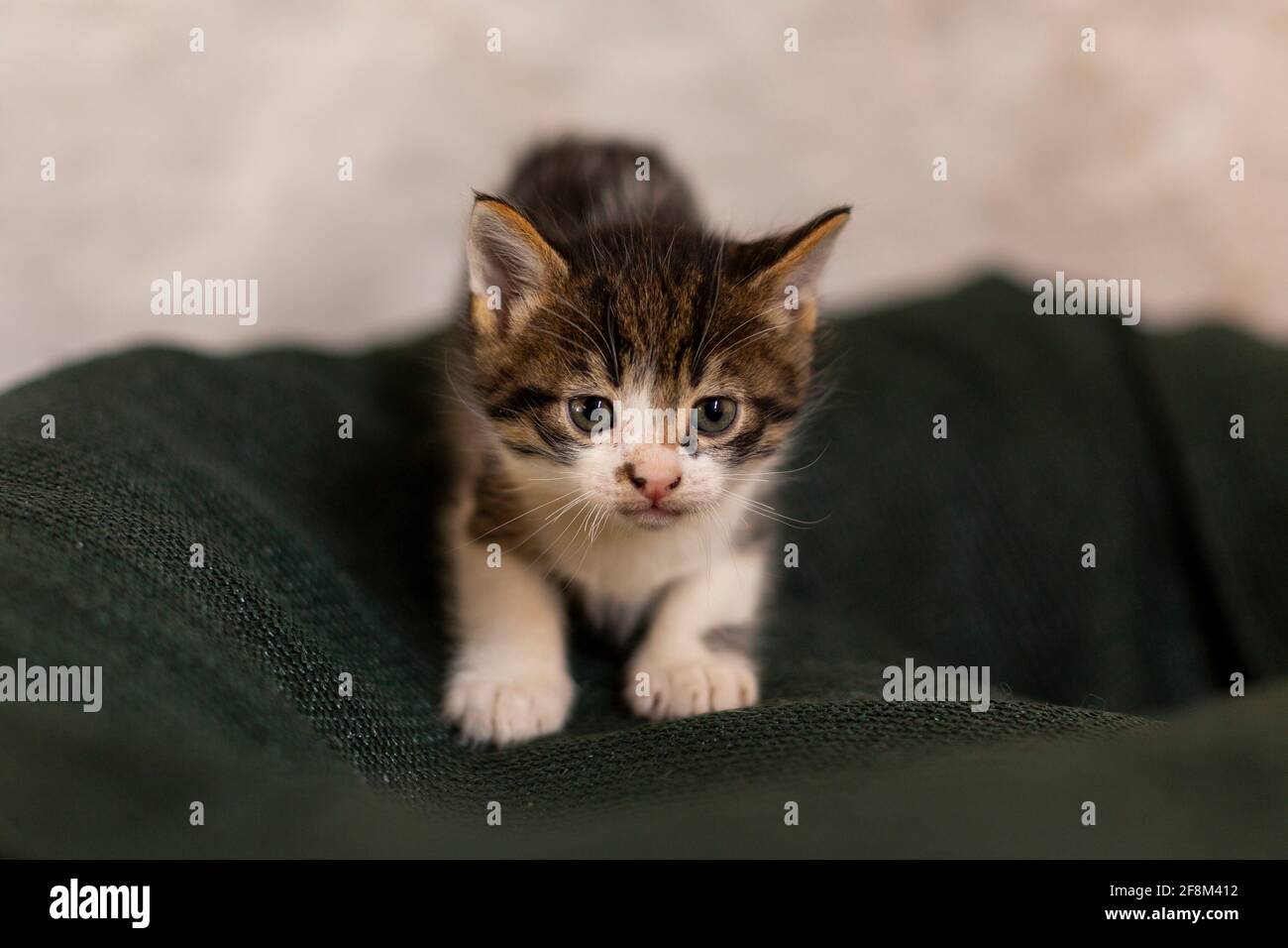 Un cucciolo di gatto vagato neonato nel nido Foto Stock