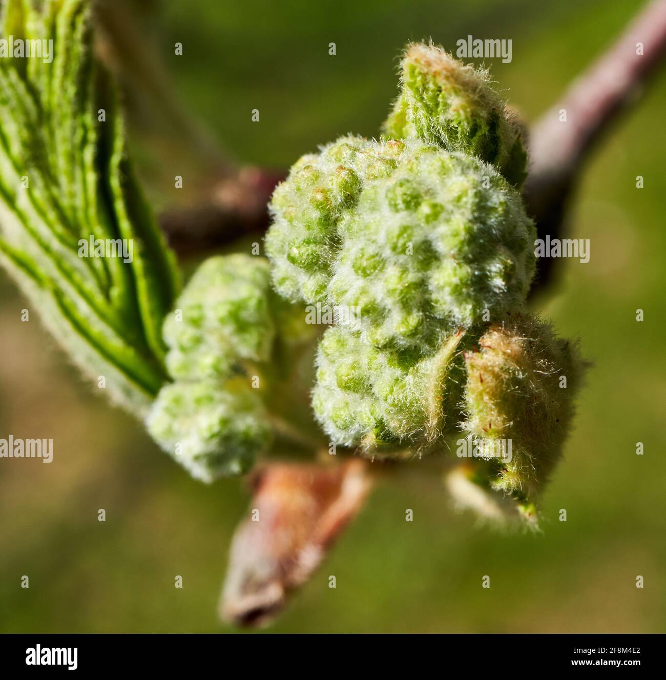 Bellissimo scatto di piante europee di cenere di montagna (Sorbus aucuparia) Foto Stock