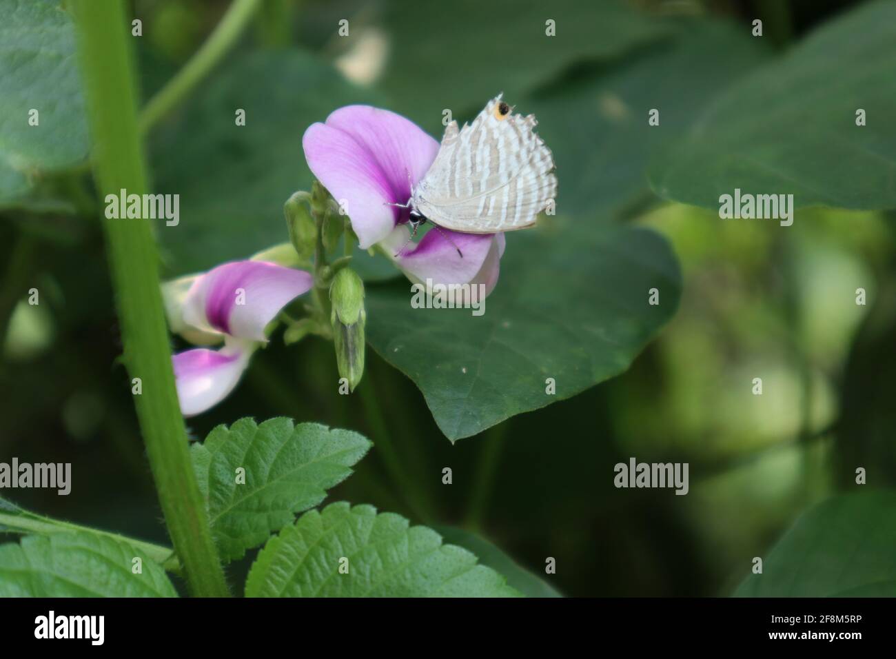 Primo piano di un colore argento alimentazione farfalla cerulea comune su un fiore selvatico di colore viola Foto Stock