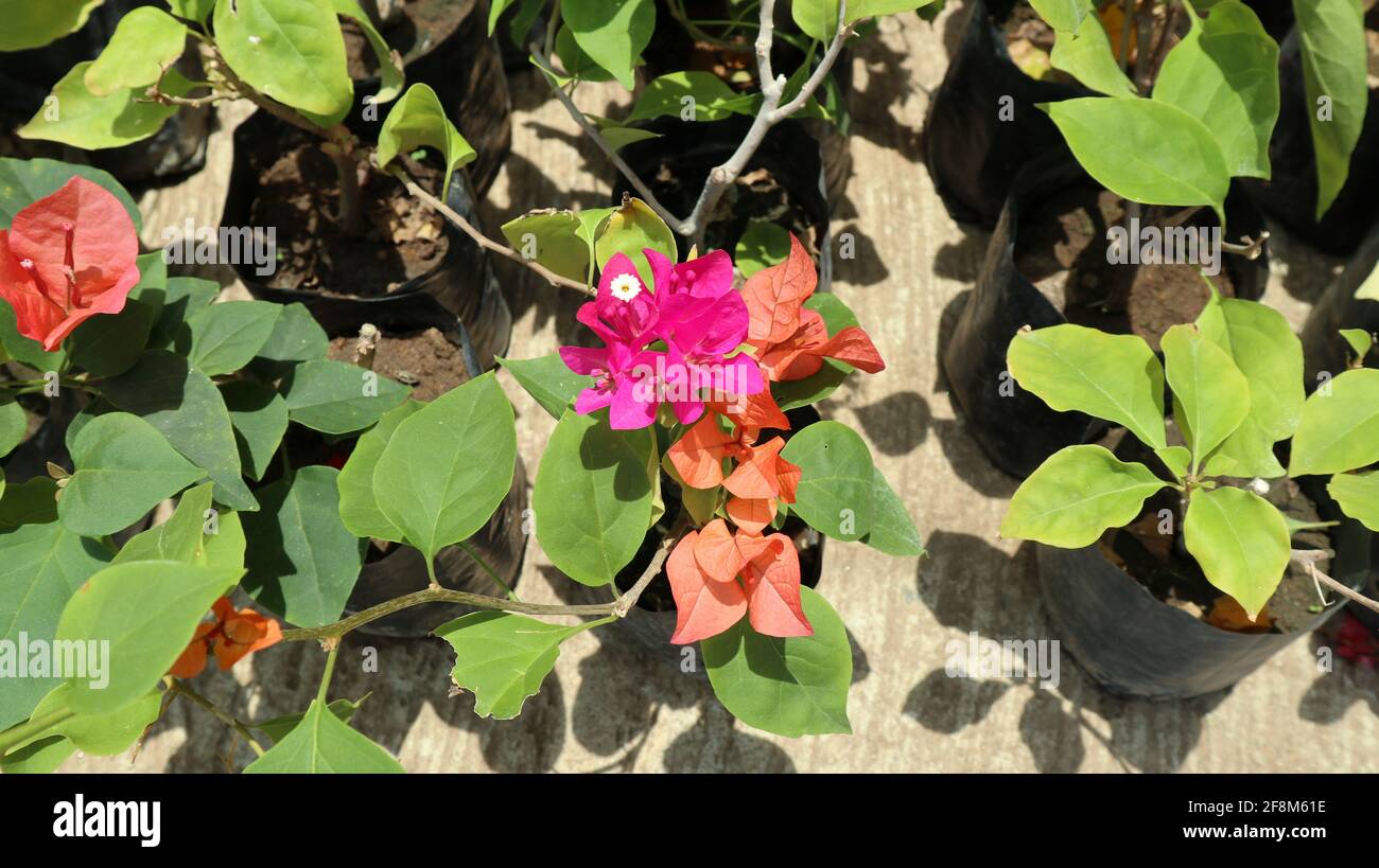 Primo piano di piccole piante di bougainvillea piantate in sacchi neri e messo a terra Foto Stock
