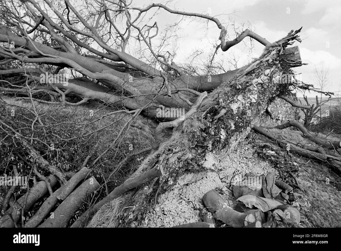 Albero sradicato sul North Downs vicino Ashford, Kent, dopo la Grande tempesta del 1987 Foto Stock