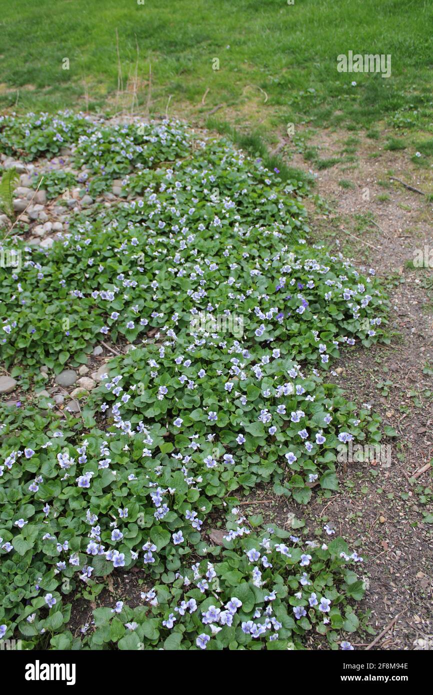 Un cerotto di violette bianche e viola selvatiche Foto Stock